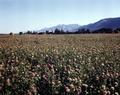 Clover field in the Wallowa Valley