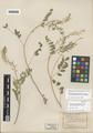 Astragalus haydenianus A. Gray var. nevadensis M.E. Jones