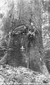 Men sitting in giant spruce tree near Seaside, Oregon