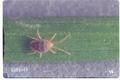 Bryobia praetiosa (Clover mite)