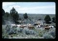 Reub Long and Jack Campbell herding horses in Devil's Garden, Lake County, Oregon, circa 1972