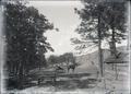 Woman in horse and buggy near cabin