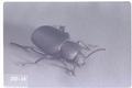 Eleodes cordata (Darkling beetle)
