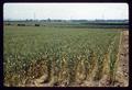 Wheat on rejuvenated land on Red Soils Experiment Area, 1961