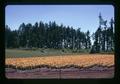 Lilies at DeGraff Farm near Wilsonville, Oregon, circa 1973