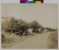 Campers on seawall in tall pines near Oceanside, OR. (recto)