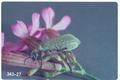 Epicauta normalis (Blister beetle)