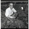 Horticulturalist William A. “Tex” Frazier with bush beans