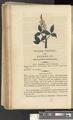 A New Family Herbal or Familiar Account of the Medical Properties of British and Foreign plants also their uses in Dying and the Various Arts arranged according to the Linnaean System [p134]