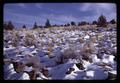 Sagebrush and snow, Lake County, Oregon, March 1970