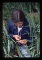 Worker emasculating wheat, Oregon, June 1977