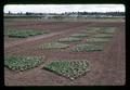 Fan shaped bean spacing trial, Oregon State University, Corvallis, Oregon, circa 1972