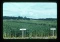 Gaines and NuGaines wheat at Hyslop Agronomy Farm, Oregon State University, Corvallis, Oregon, 1975