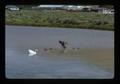 Geese and swan, Lakeview, Oregon, 1975