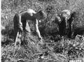 Boys from Camp F-44 grubbing out ribes on Merry Creek (Idaho)  as a blister rust control measure