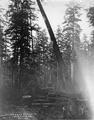 A falling spruce, Camp 2-F near Newport, Oregon