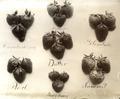 Strawberry varieties