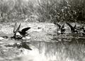 Northern Cliff Swallows