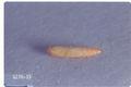 Caloptilia syringella (Lilac leafminer)