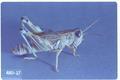 Oedaleonotus enigma (Valley grasshopper)