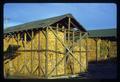 Corn in crib at Umatilla Branch Station, 1965