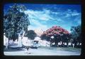 Temple and flowering tree, Thailand [?], 1975