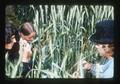Workers in wheat crossing plots, Oregon State University, Corvallis, Oregon, 1976