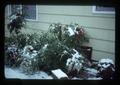 Winter storm damage on heavenly bamboo, 1980