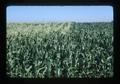 Sweet corn along I-5 near Jefferson exit, Jefferson, Oregon, 1975