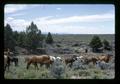 Reub Long and Jack Campbell herding horses in Devil's Garden, Lake County, Oregon, circa 1972