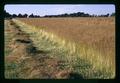 Bluegrass seed field on Kropf farm, Harrisburg, Oregon, July 1971