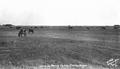 Cattle grazing in the Harney Valley of Central Oregon