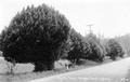 Myrtle trees, Oregon Coast Highway