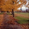 Two men raking leaves