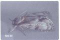 Acronicta mansueta (Dagger moth)