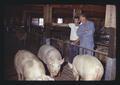 Dan Hill and Allen Tom in hog farming facility, Oregon State University, Rufus, Oregon, 1974