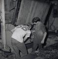 Two Workers Closing Burlap Hop Bale 15