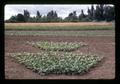 Fan shaped bean spacing trial, Oregon State University, Corvallis, Oregon, circa 1972