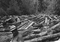 Log jam on Mill Creek, east of Reedsport, Oregon