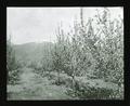 Irrigated apple orchard