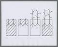 Plant growth progression diagram