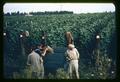 Bean pickers in front of bean field, 1963