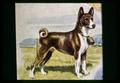 Portrait of a basenji dog, circa 1965