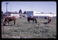 Horses in front of married student housing and greenhouses, Oregon State University, Corvallis, Oregon, circa 1970