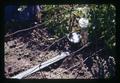 Drip irrigation in tomatoes, North Willamette Experiment Station, Aurora, Oregon, circa 1973