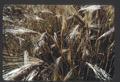 Grain fields, and haying, Southern Oregon