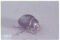 Eusatlus muricata (Darkling beetle)