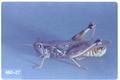Melanoplus sanguinipes (Migratory grasshopper)