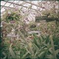 Plants growing inside an OSU greenhouse