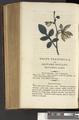 A New Family Herbal or Familiar Account of the Medical Properties of British and Foreign plants also their uses in Dying and the Various Arts arranged according to the Linnaean System [p468]